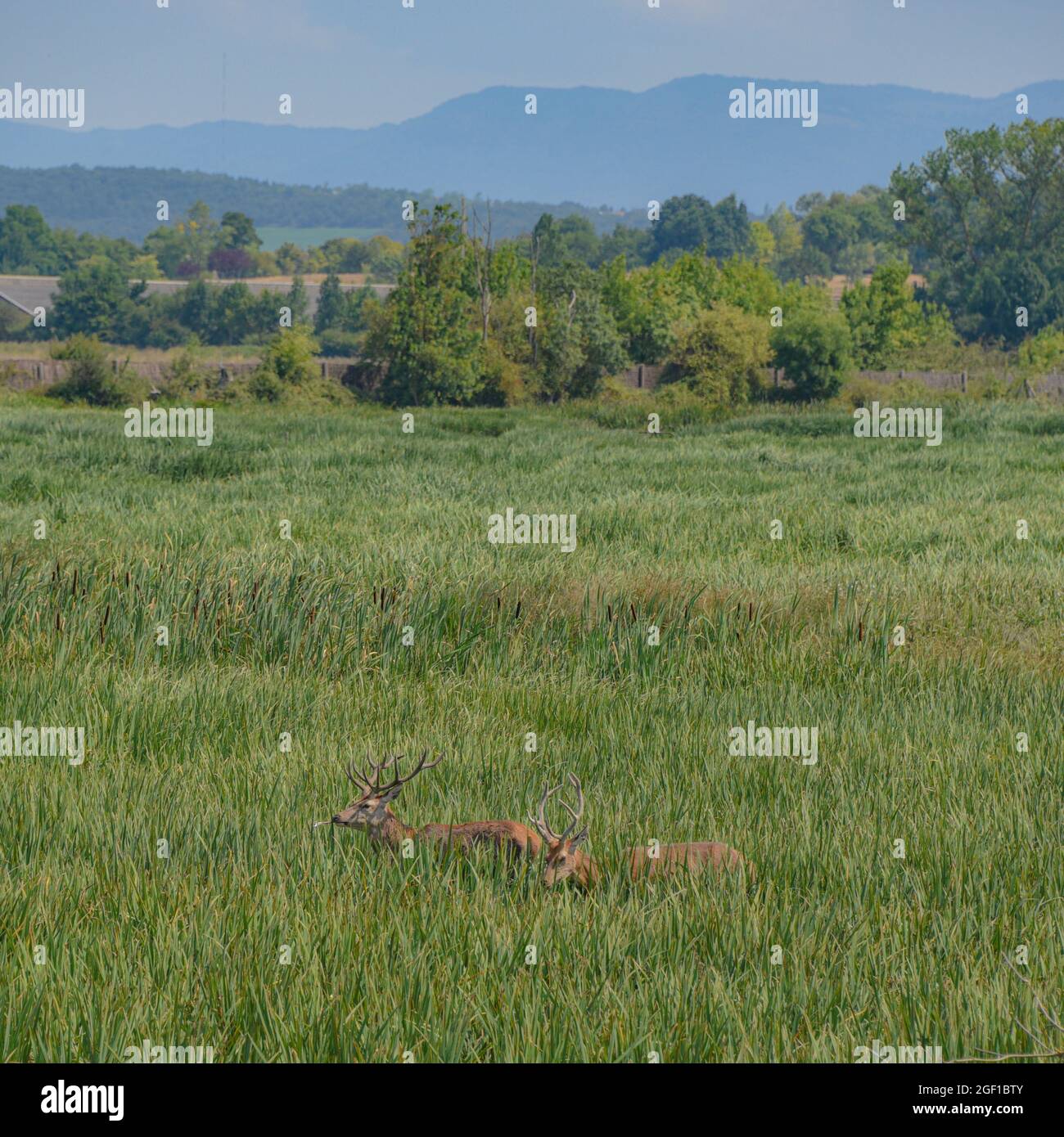 Vitoria-Gasteiz, Spanien - 21 Aug 2021: Rothirse im Naturschutzgebiet Salburua auf Grüngürtel in der Nähe von Vitoria Gasteiz, Baskenland, Spanien Stockfoto