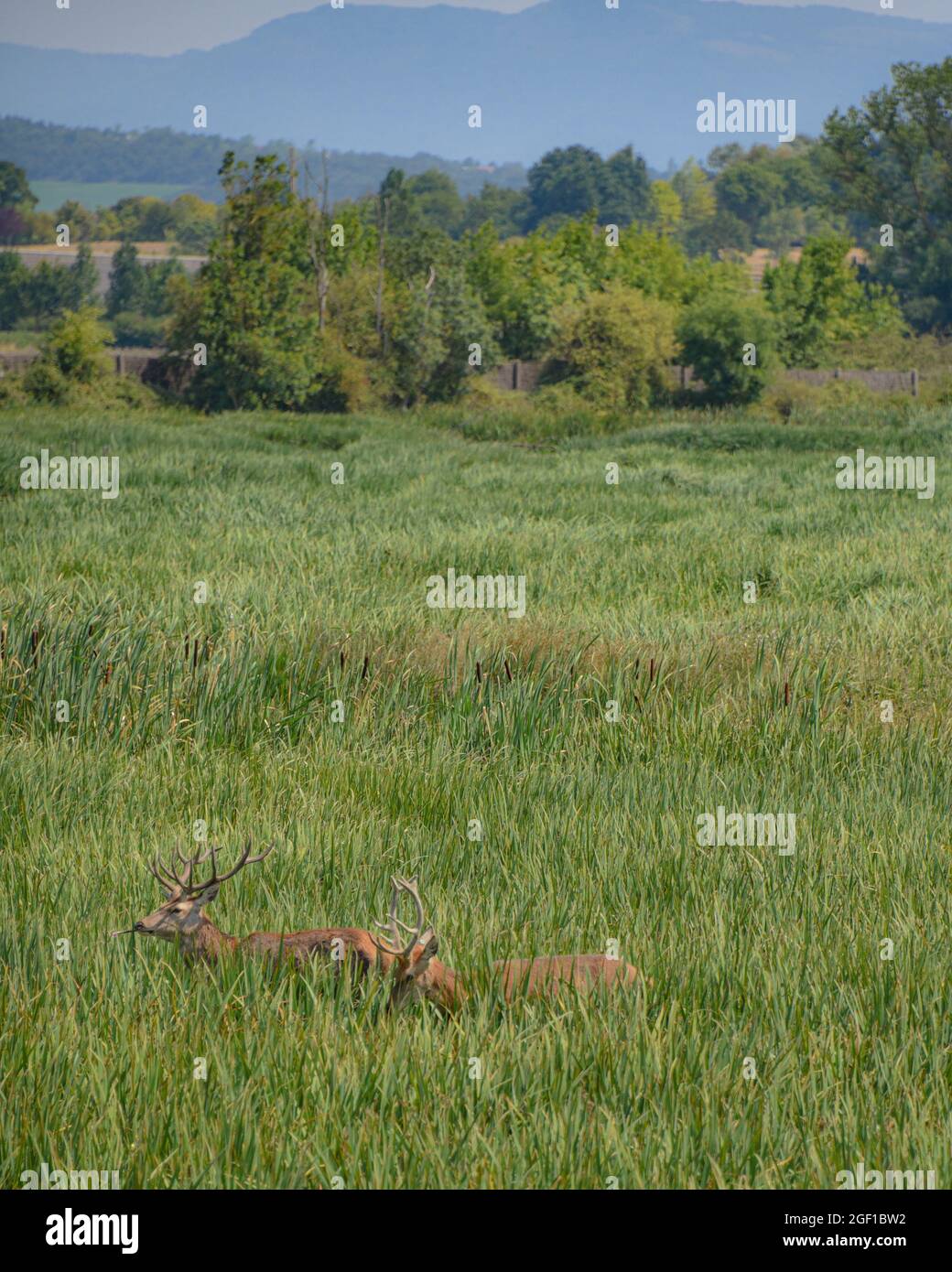 Vitoria-Gasteiz, Spanien - 21 Aug 2021: Rothirse im Naturschutzgebiet Salburua auf Grüngürtel in der Nähe von Vitoria Gasteiz, Baskenland, Spanien Stockfoto