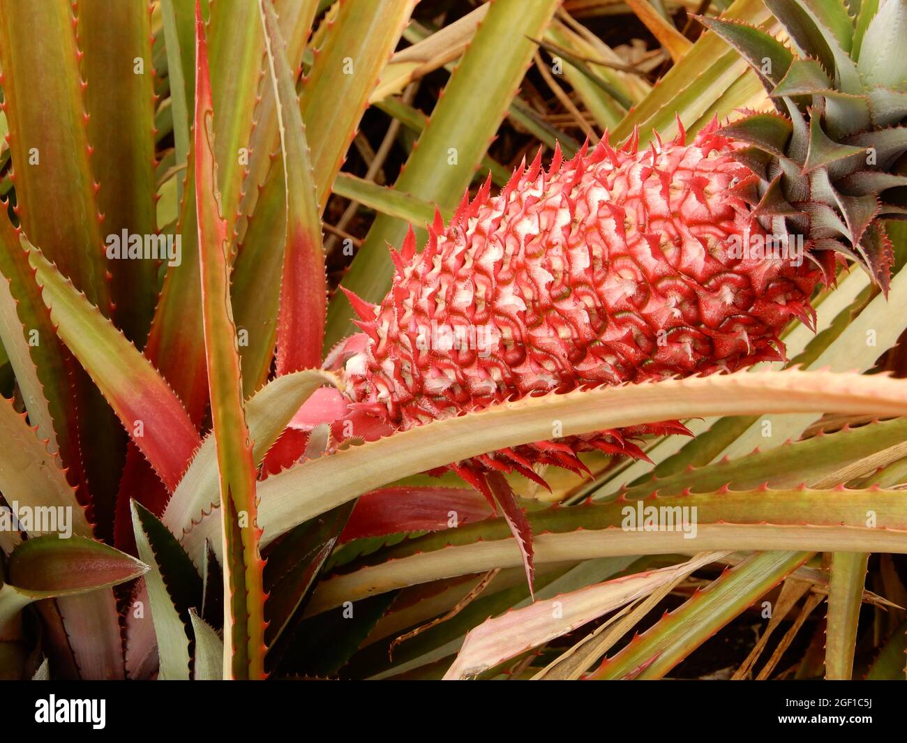 Oahu HI U.S.A. 6/3&6/2021. Dole Plantation. Gärten. Pineapple Express-Zug. Labyrinth. Souvenirladen. Leckere Ananas. ADA freundlich Stockfoto