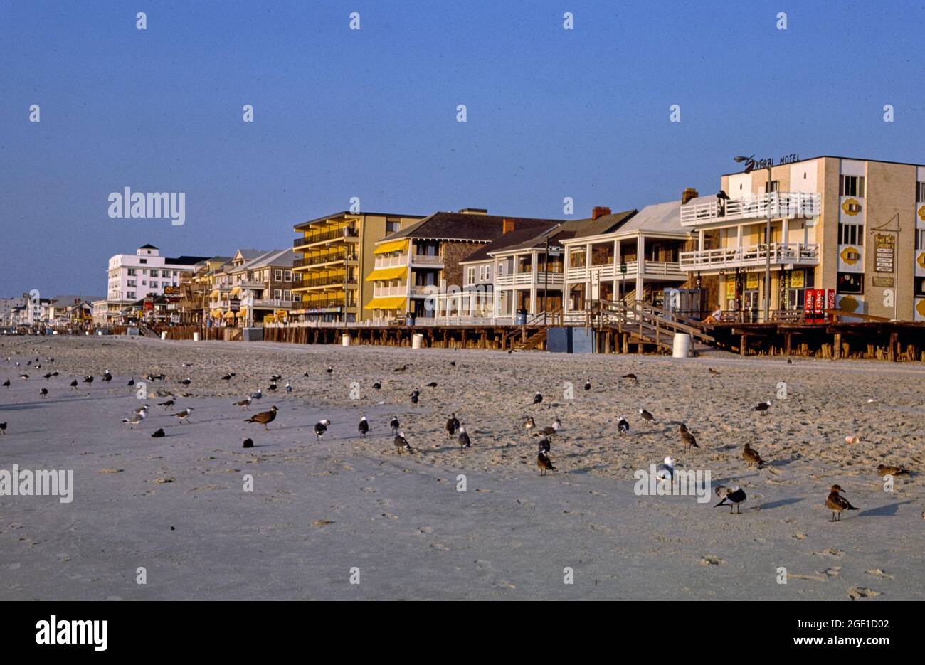 Boardwalk Early Morning Birds, Ocean City, Maryland, 1985 Stockfoto