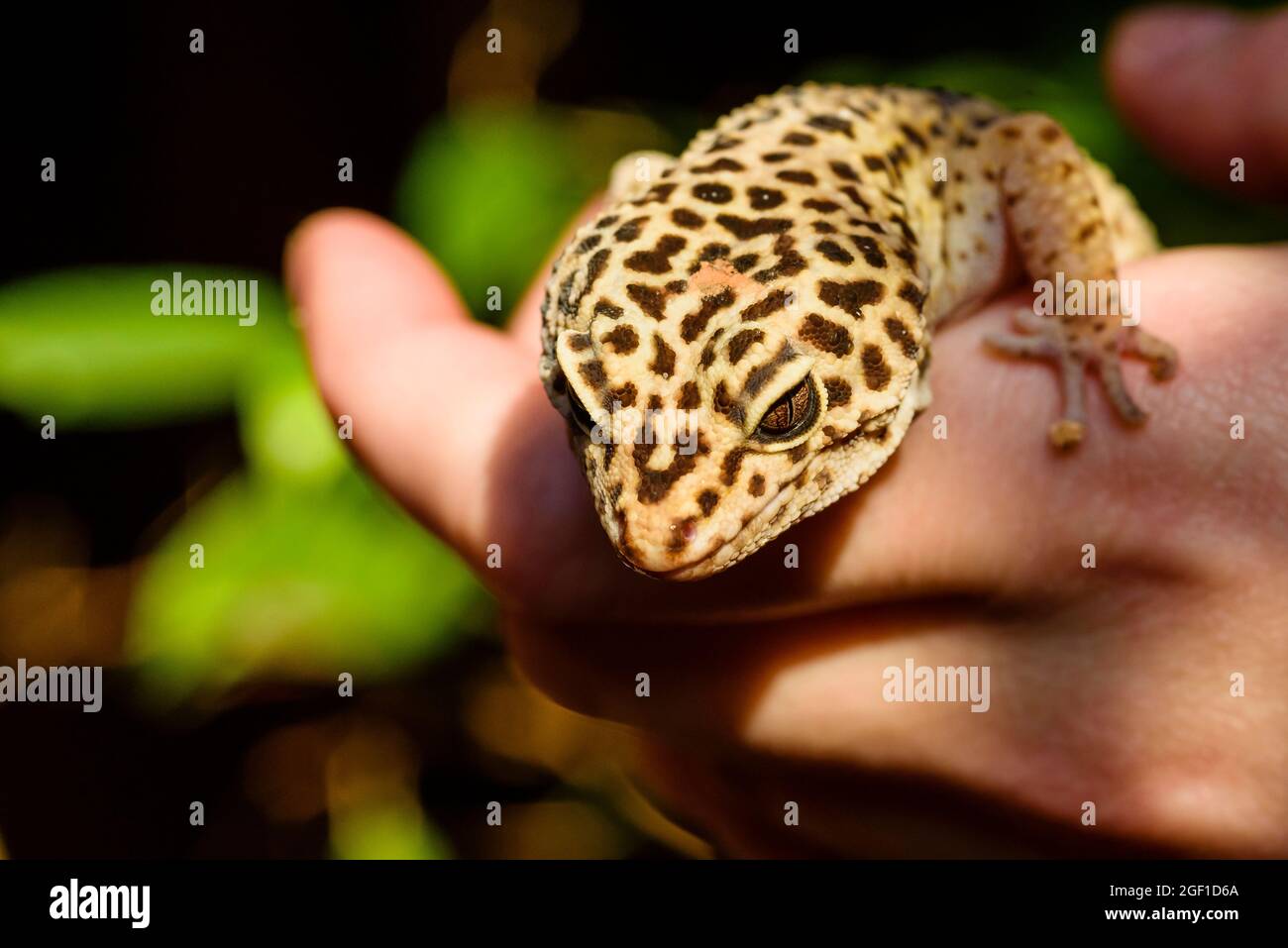 Leopardengecko, pakistanischer Fettschwanzgecko, Eublepharis macularius Stockfoto