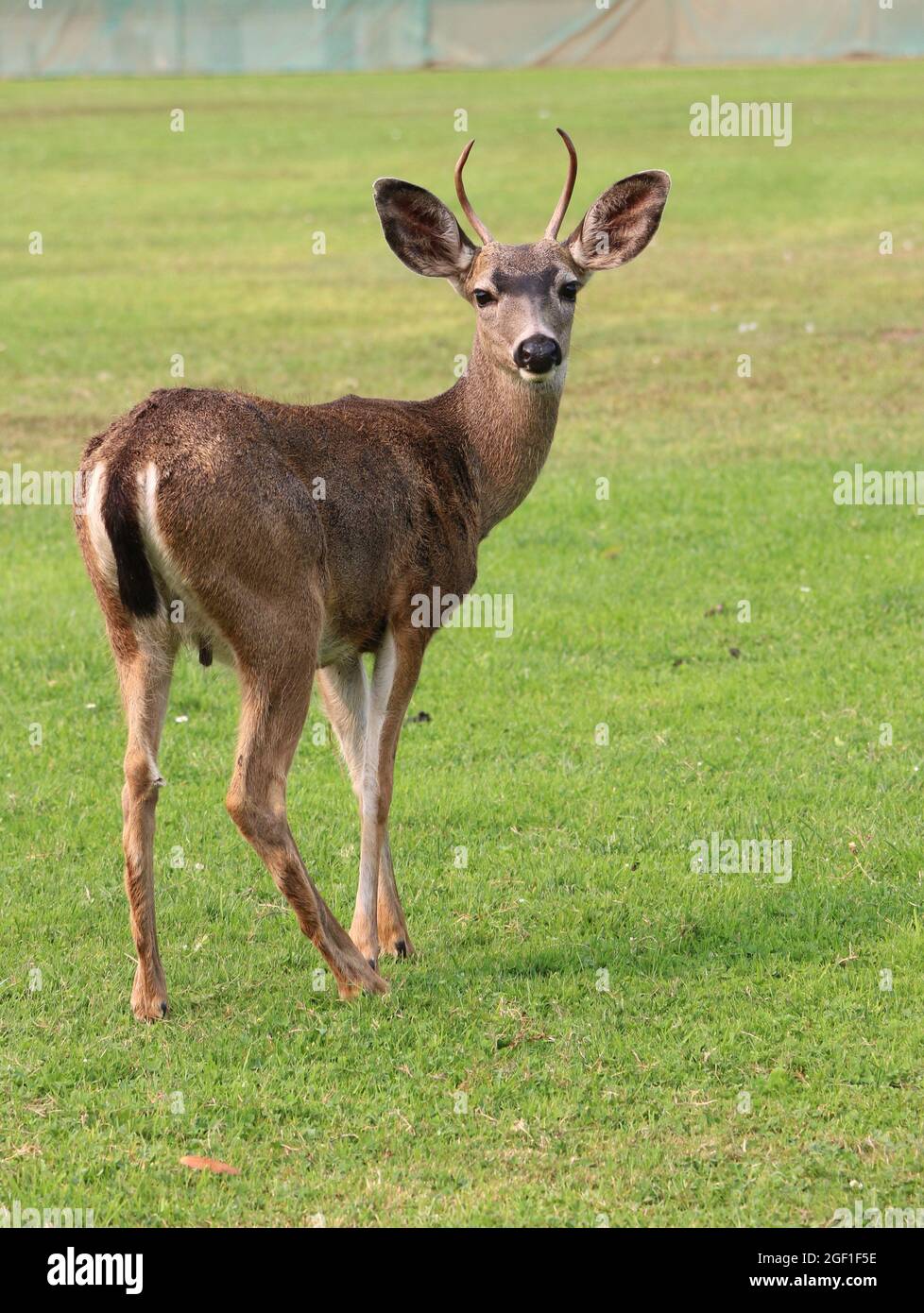 Schöner junger Hirsch mit sich entwickelnden Geweihen, der auf einem offenen Feld steht. Stockfoto