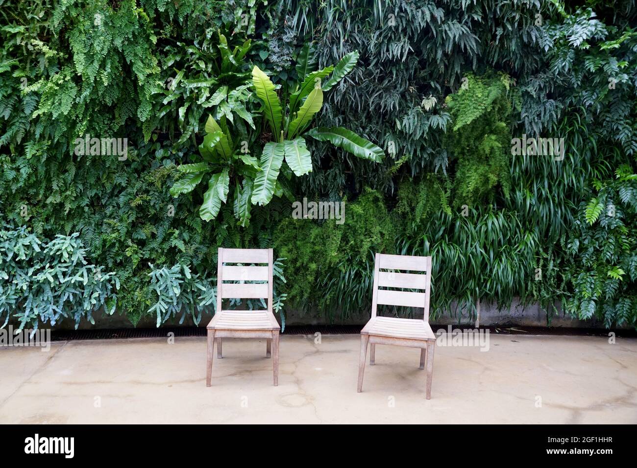Eine Vielzahl von grünen Farnpflanzen wächst an der Wand durch zwei leere weiße Stühle Stockfoto