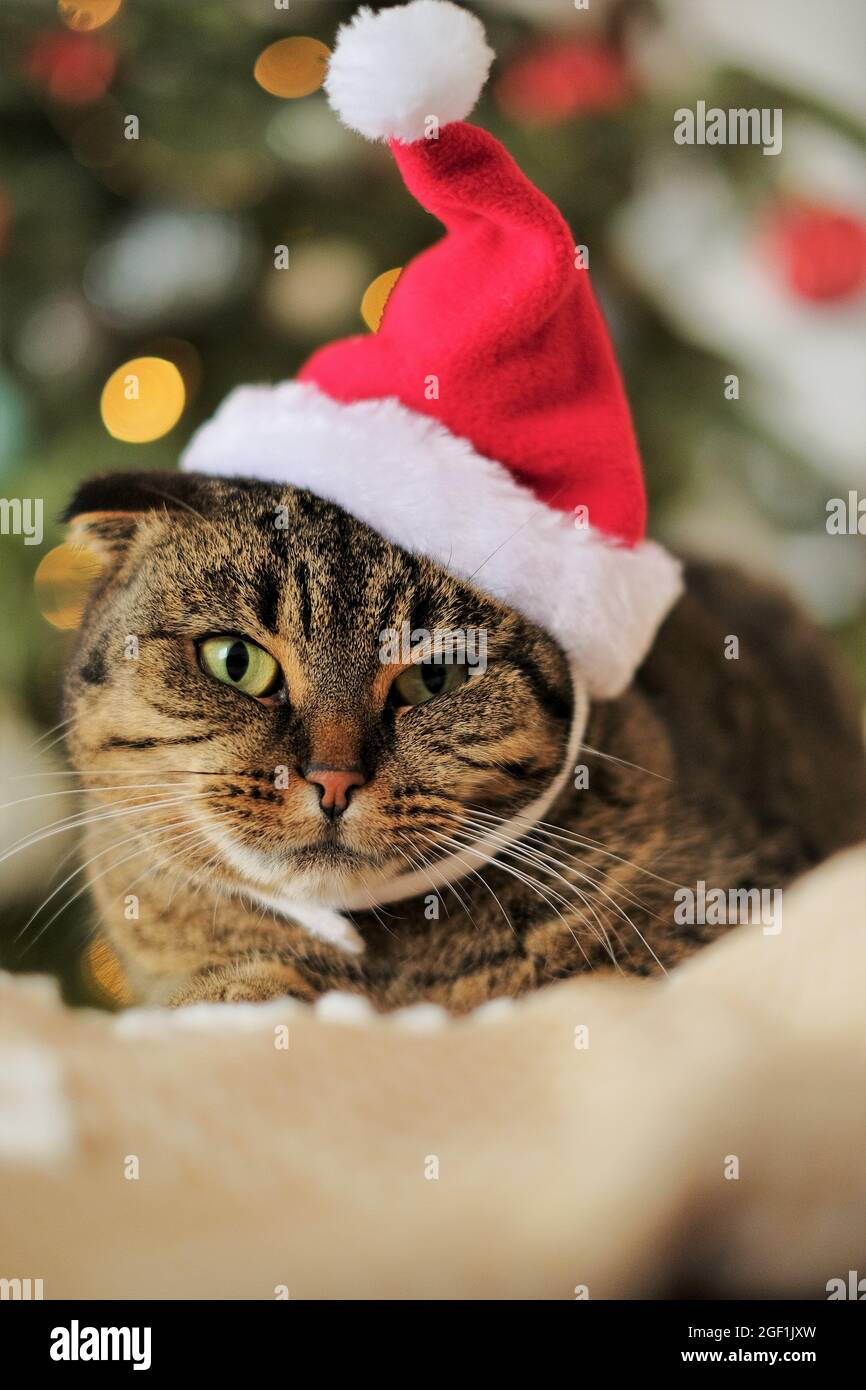 Weihnachten für Haustiere. Weihnachtsmann Katze.Lustige Katze in einem  Weihnachtsmann Hut auf einem schimmernden Tannenhintergrund.Weihnachtsmann  Haustier Stockfotografie - Alamy