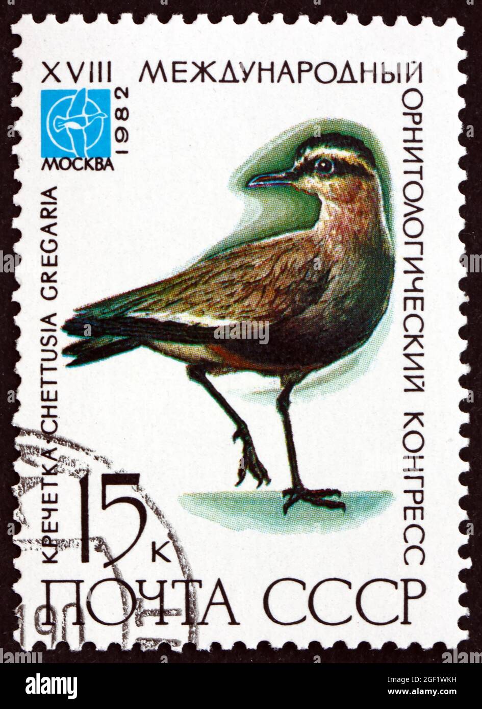 RUSSLAND - UM 1982: Eine in Russland gedruckte Briefmarke zeigt geselligen Kiebitz, Chettusia gregaria, vom Aussterben bedrohte Vögel, um 1982 Stockfoto