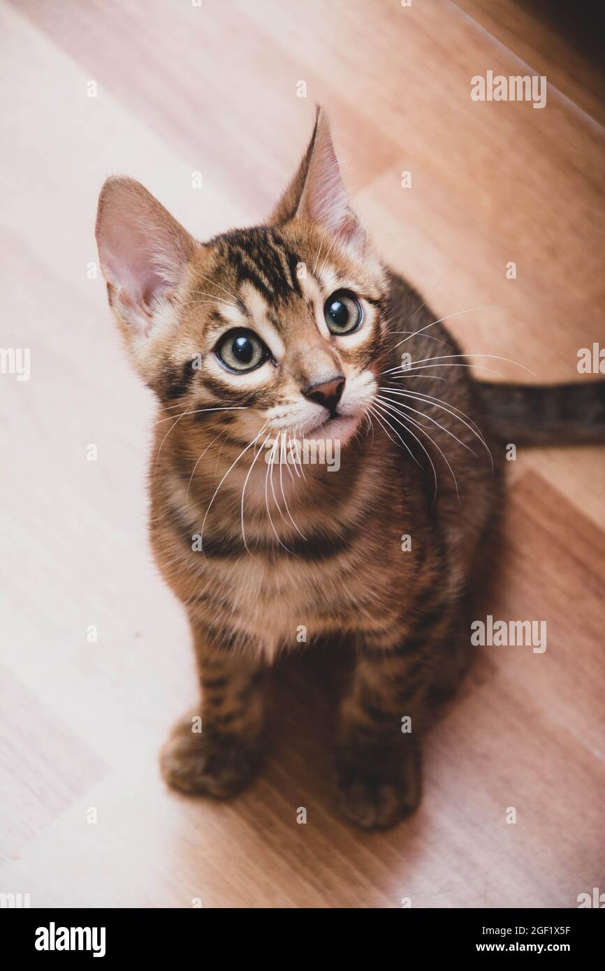 Sitzende Bengalkatze zu Hause Stockfoto