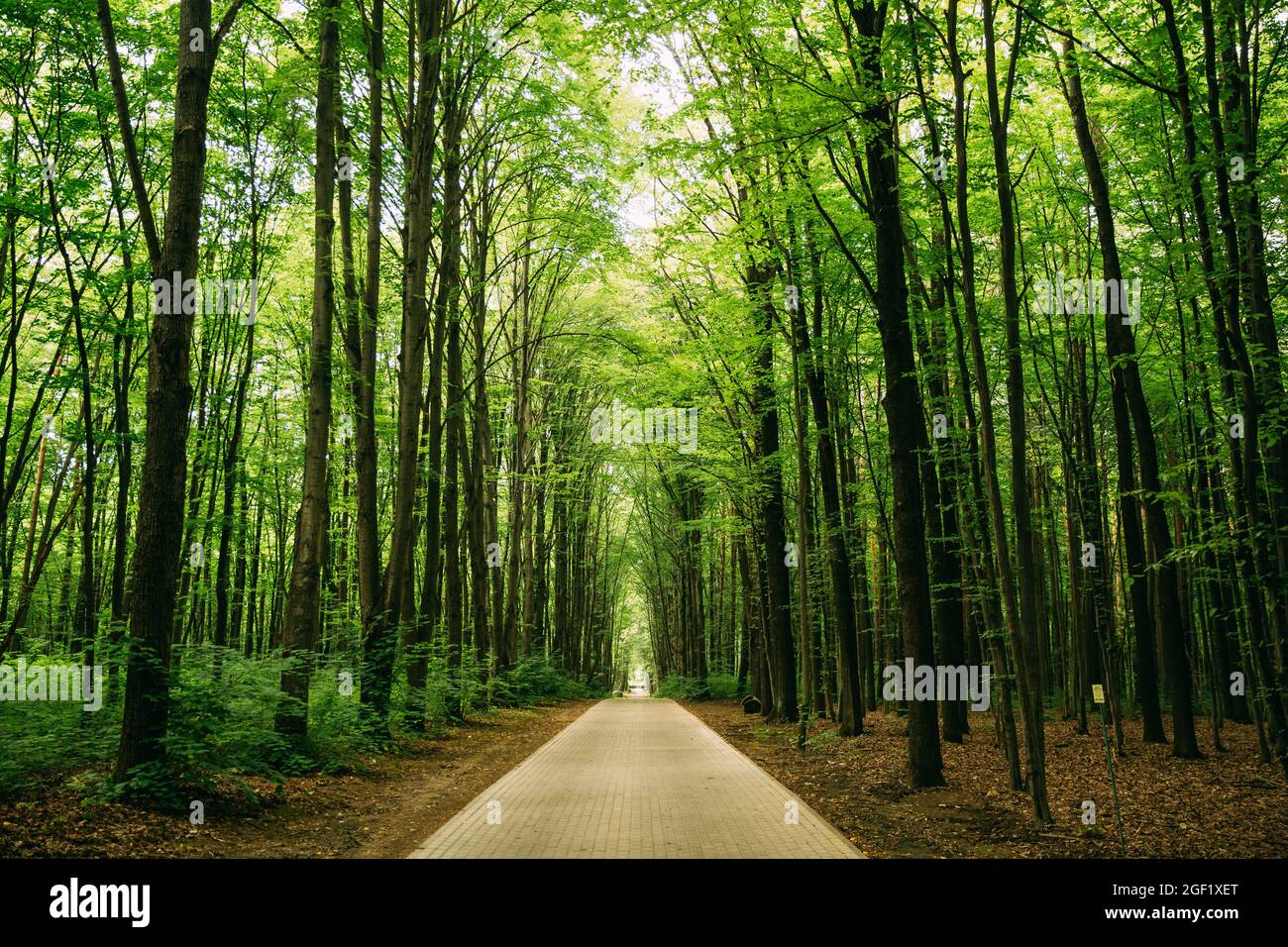 Gehweg Lane Pfad Mit Durch Tilia Cordata Bäume Im Wald. Schöne Allee, Straße Im Park. Pfad, Weg im Sommer kleinblättrige Limette, gelegentlich Stockfoto