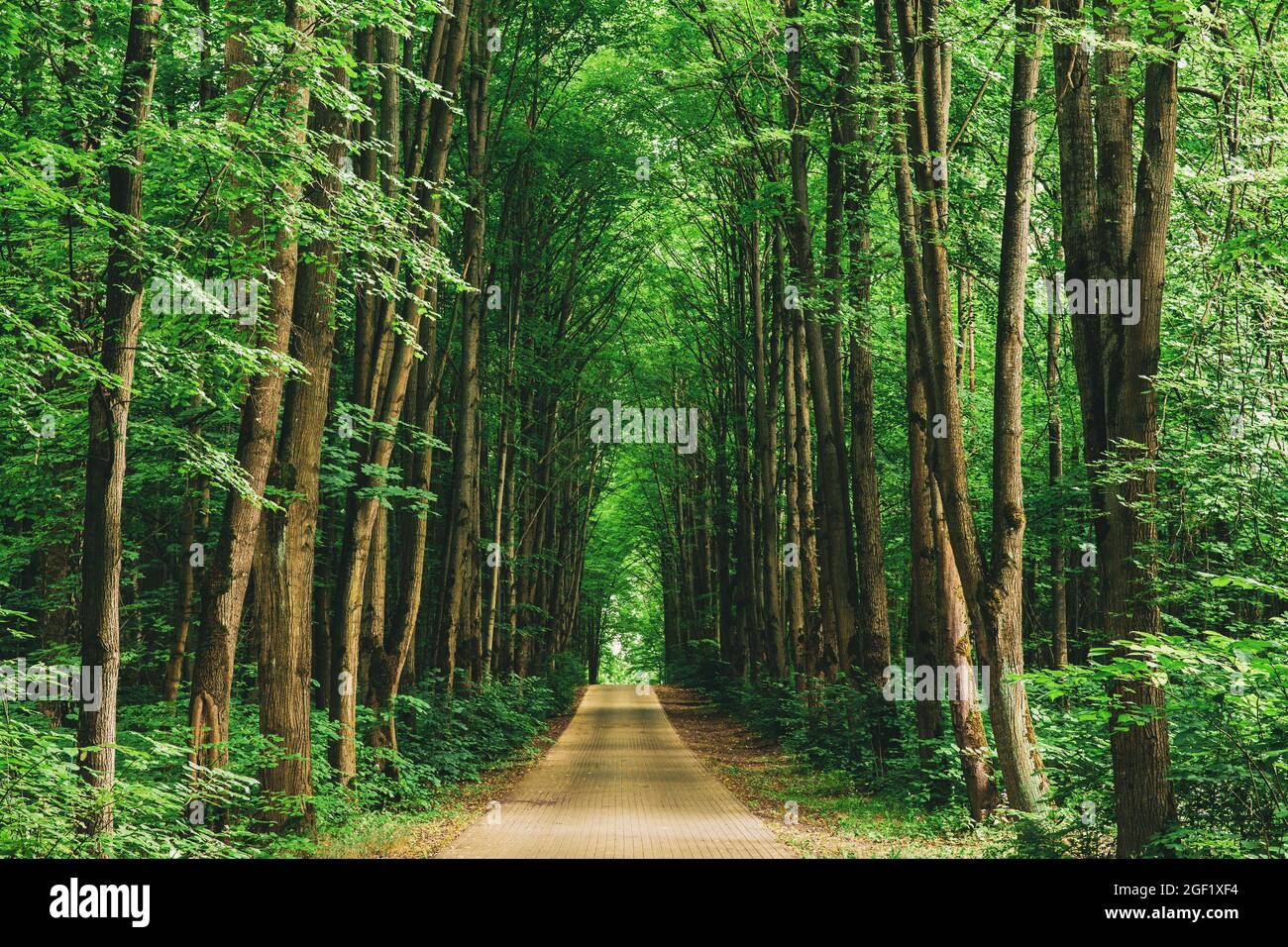 Gehweg Lane Pfad Mit Durch Tilia Cordata Bäume Im Wald. Schöne Allee, Straße Im Park. Pfad, Weg im Sommer kleinblättrige Limette, gelegentlich Stockfoto