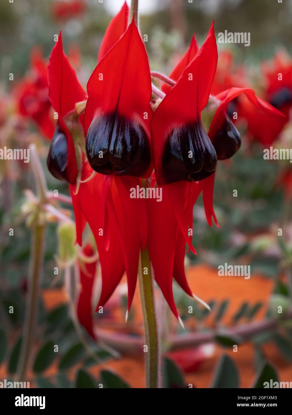 Sturt Desert Pea Flowers, Swainsona formosa, blüht im roten Outback-Zentrum, Zentralaustralien. Stockfoto