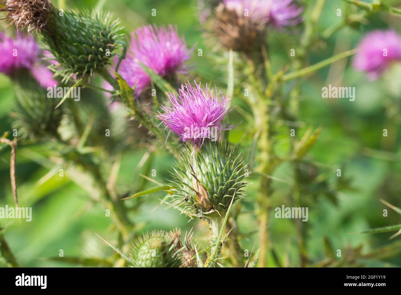 Lila pflanze unkraut wächst blühenden blühen Fotos und Bildmaterial in hoher Auflösung Alamy