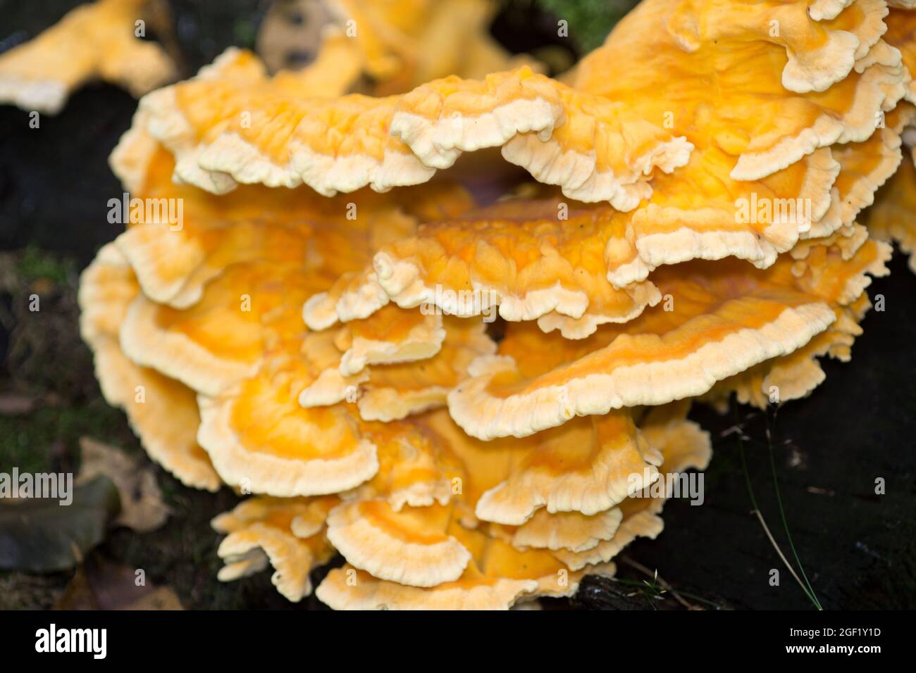 Laetiporus sulfureus, schwefelpolyporiger Orangenlagerpilz auf Baumstumpf Nahaufnahme selektiver Fokus Stockfoto