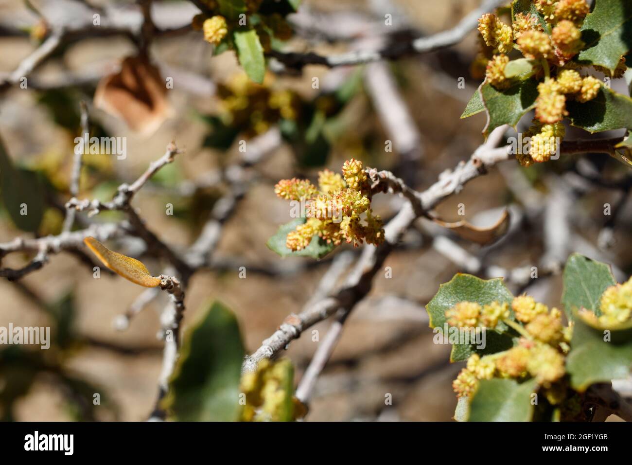 Staminieren Sie die Katzenblüte von Desert Scrub Oak, Quercus Cornelius-Mulleri, Fagaceae, die im Joshua Tree National Park, Mojave Desert, Springtime beheimatet sind. Stockfoto