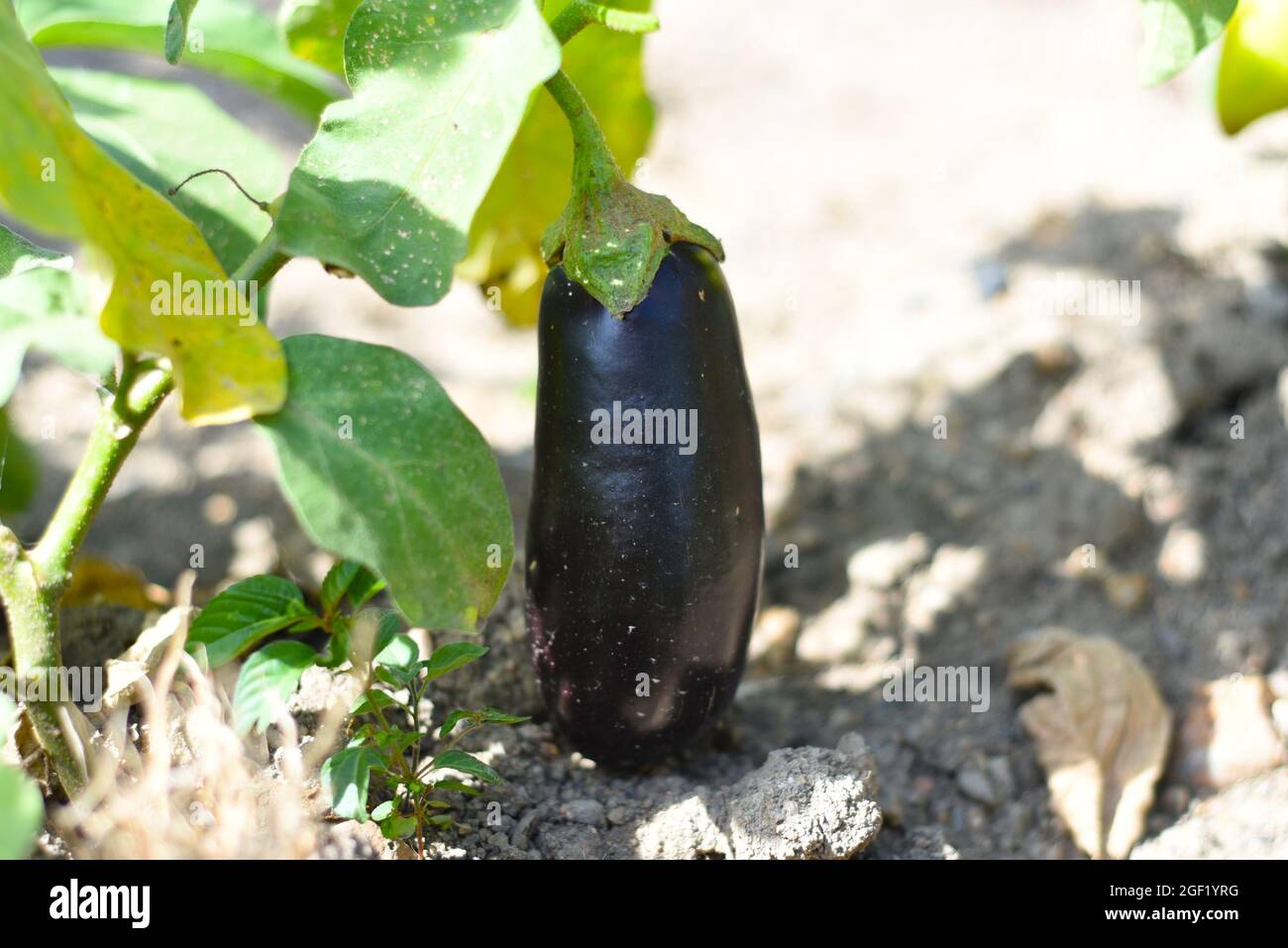 Reife Aubergine wächst im Garten Stockfoto