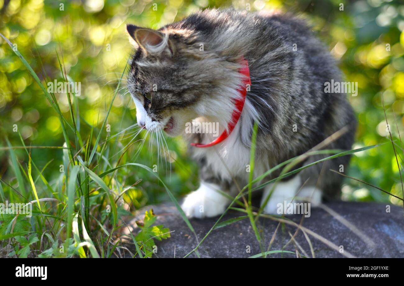 Flauschige Katze, die draußen Gras frisst Stockfoto