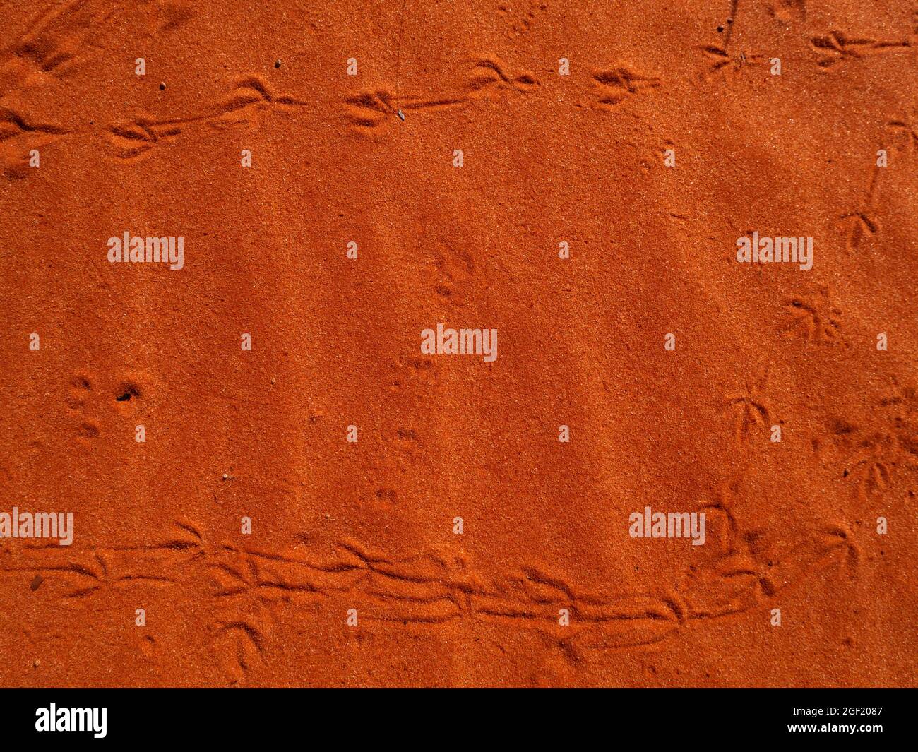 Kleine Tierspuren auf rotem Sand im Hintergrund der Sanddüne im Outback von Zentralaustralien Stockfoto