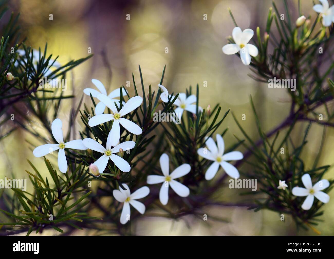 Weiße und gelbe Blüten des australischen gebürtigen Wedding Bush, Ricinocarpos pinifolius, Familie der Ph-Orbiaceae, wachsen im Wald von Sydney Stockfoto