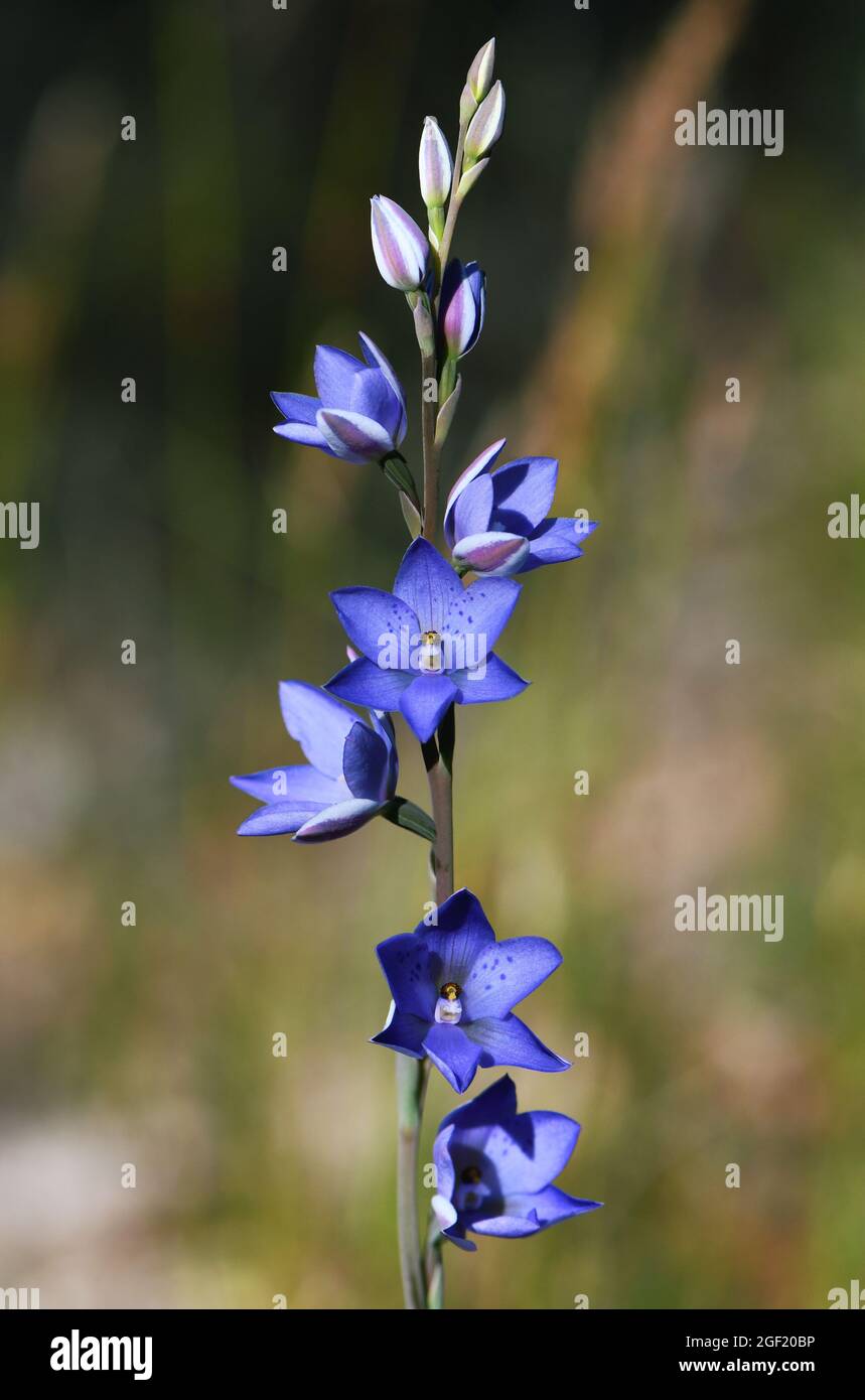 Blaue bis malvenblaue Blüten der Australian Spotted Sun Orchid, Thelymitra ixioides, Familie Orchidaceae, die im Wald von Sydney, New South Wales, wächst Stockfoto