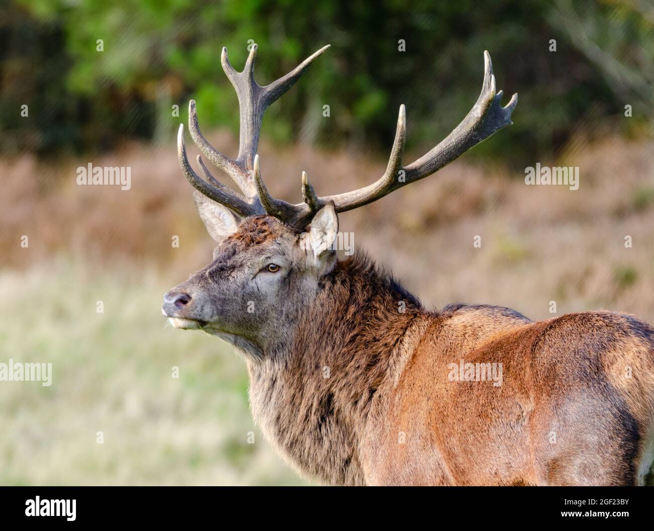 Rotwild-Hirsch Stockfoto