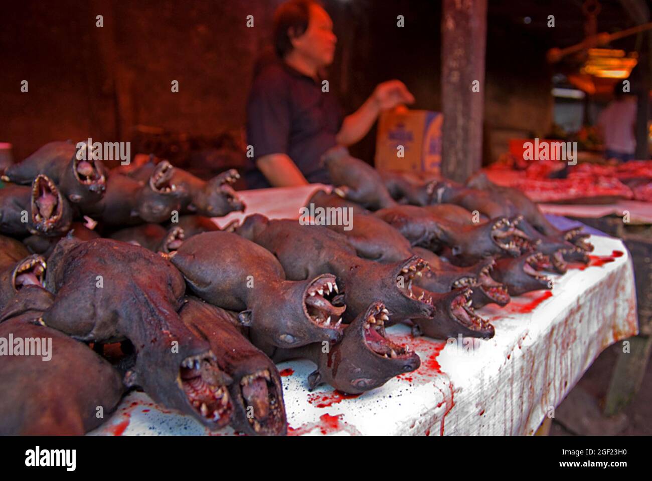 Fledermäuse auf dem Fleischmarkt in Tomohon, Nord-Sulawesi, Indonesien. Stockfoto
