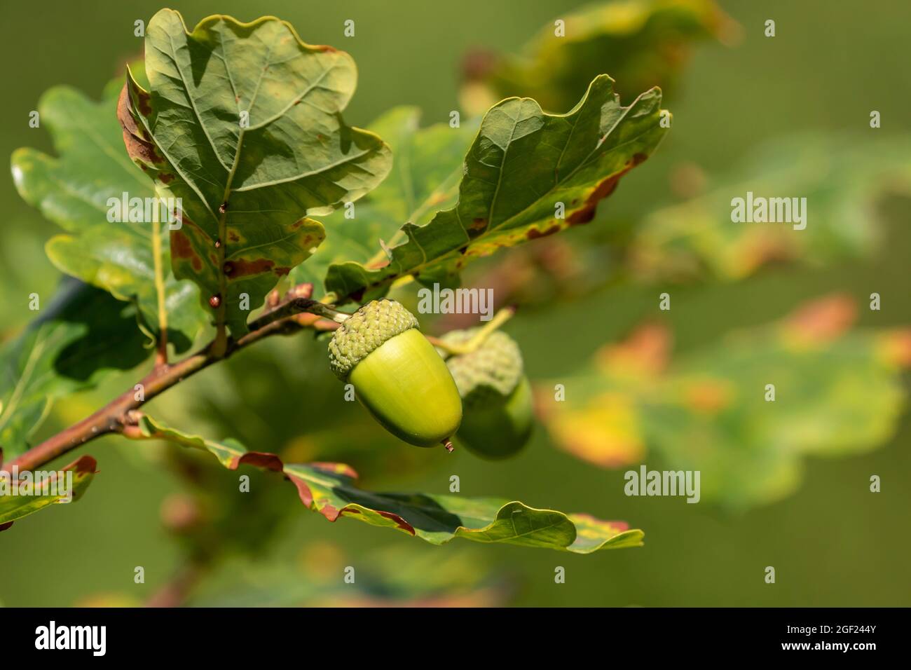 Eicheln, die auf Ästen der Gemeinen Eiche (Quercus robur) in estnischer Natur wachsen Stockfoto