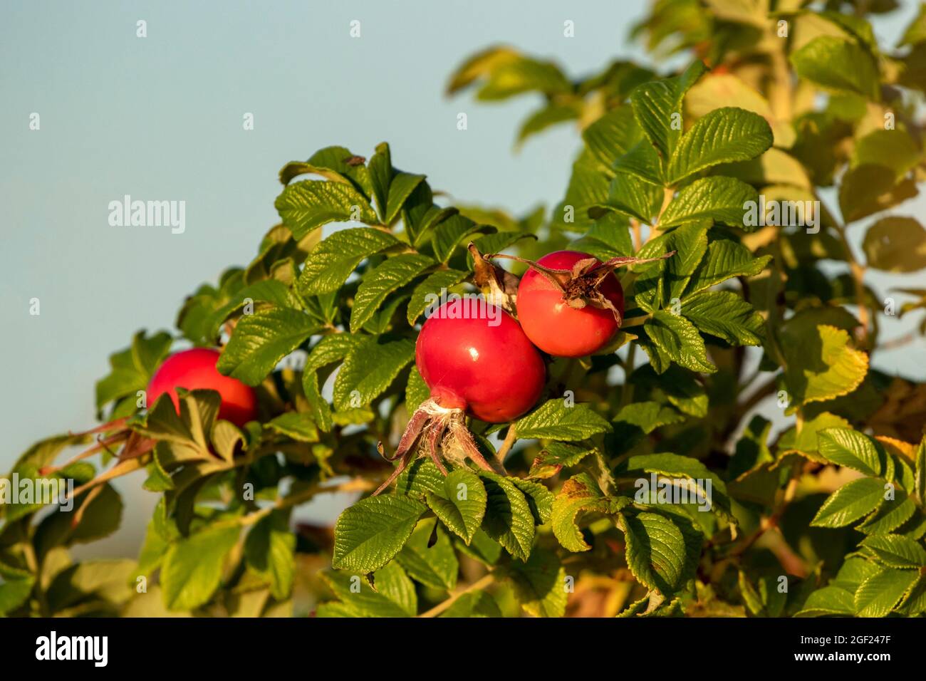 Frische rote reife Früchte der Strandrose (Rosa rugosa), die in der estnischen Natur wachsen Stockfoto