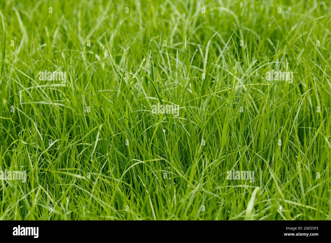 Pflanzlicher Hintergrund von frischem grünem Gras mit geringer Schärfentiefe Stockfoto