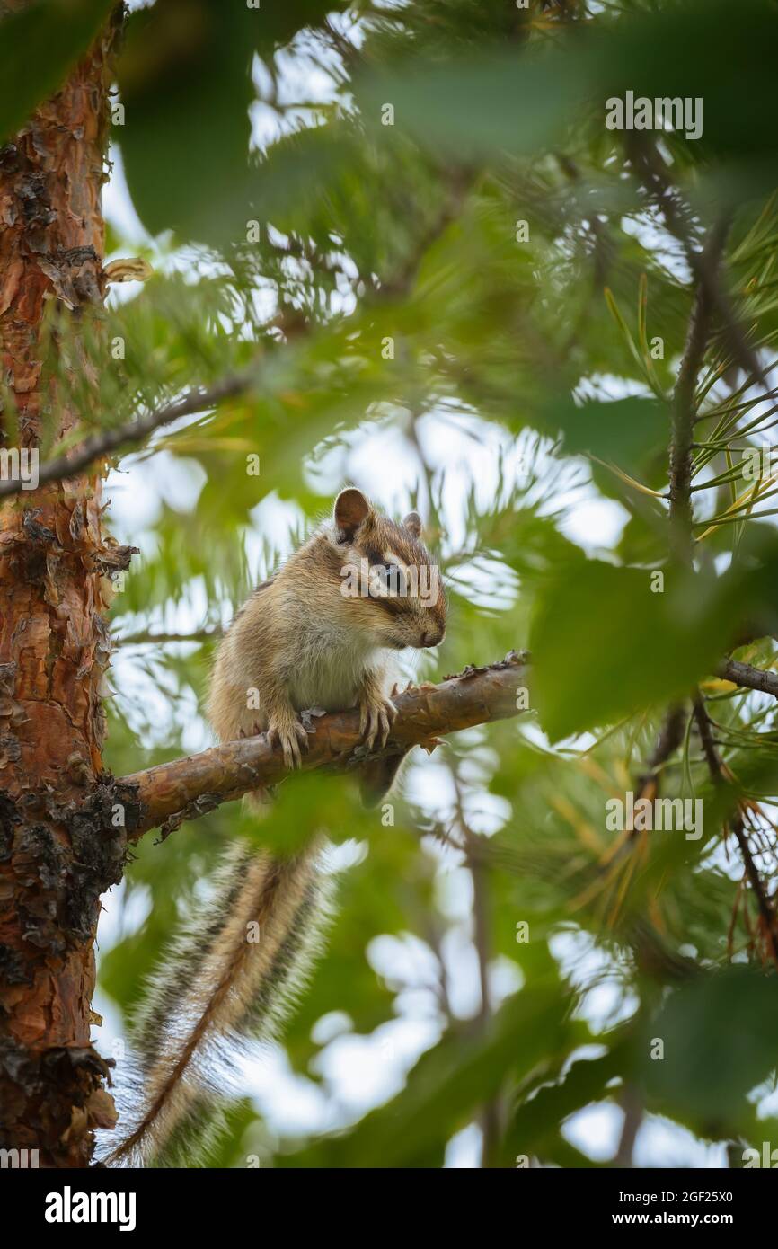 Junger Streifenhörnchen, der auf einem Kiefernzweig sitzt, eingerahmt von grünen Blättern Stockfoto