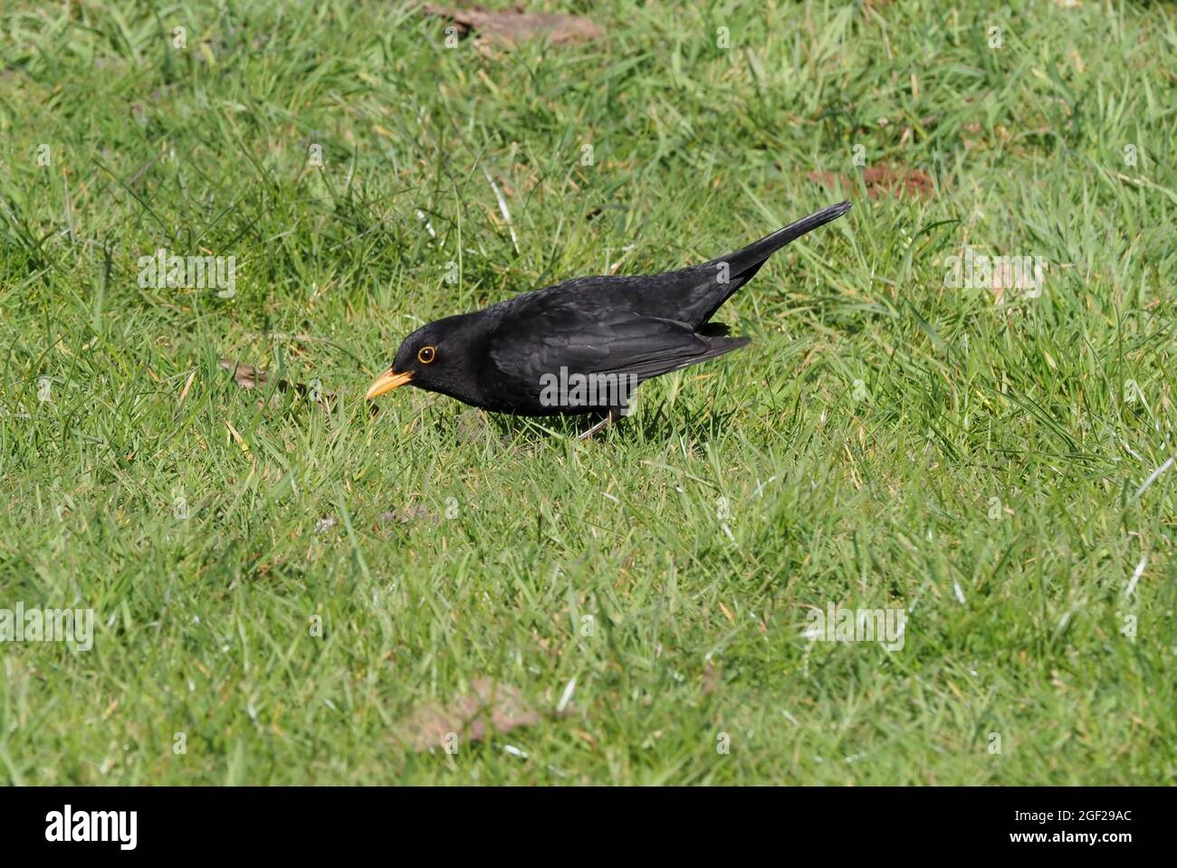 Amsel Stockfoto