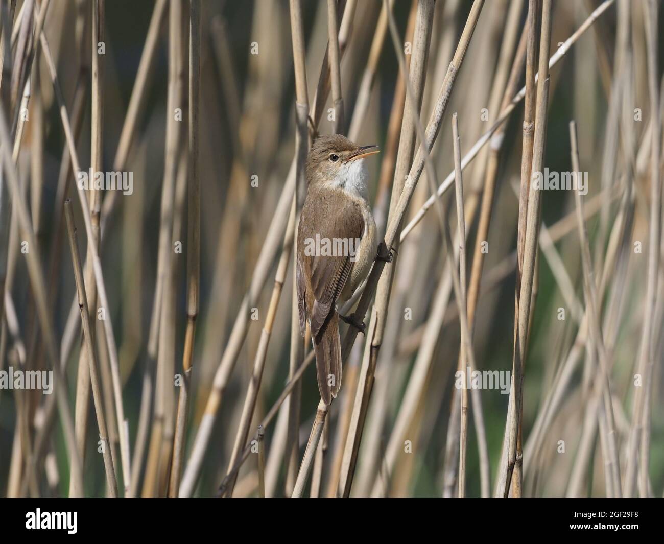 Rohrsänger Stockfoto