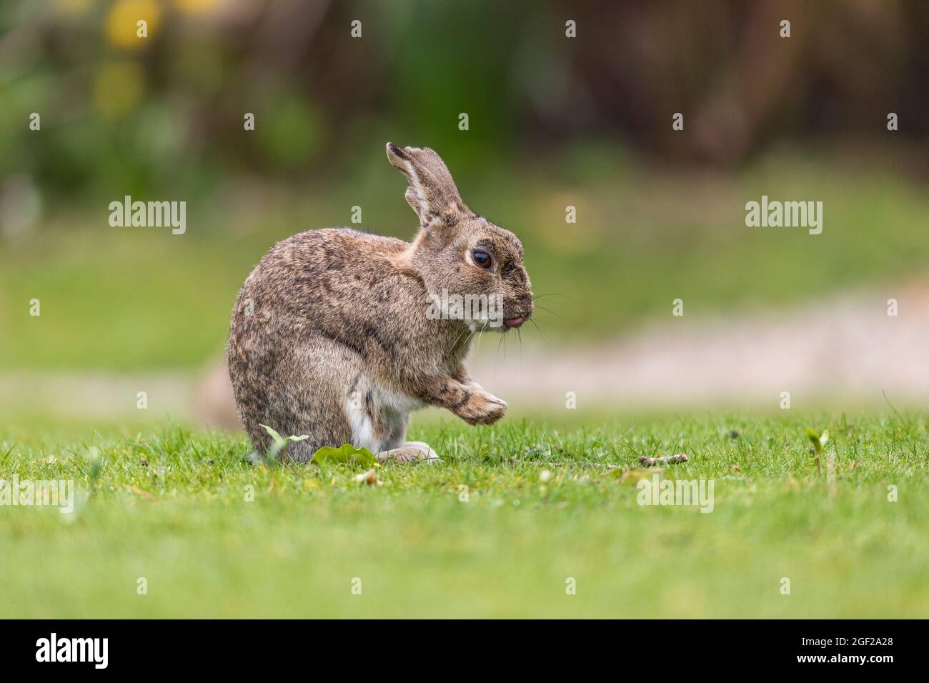 Kaninchen; Oryctolagus cuniculus; Grooming; Großbritannien Stockfoto