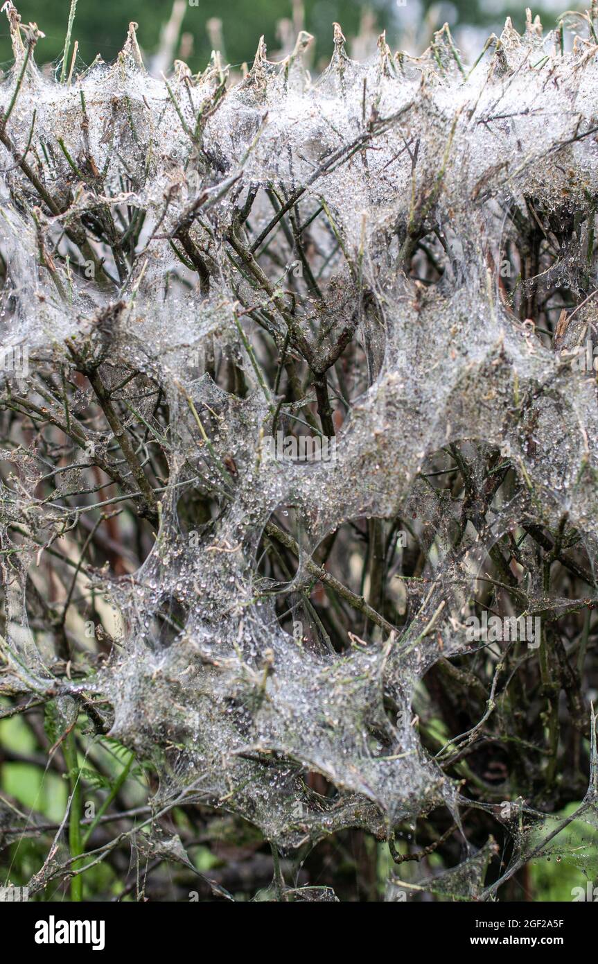 Hecke bedeckt mit Spinnenkolonie, West Sussex, Großbritannien. Stockfoto