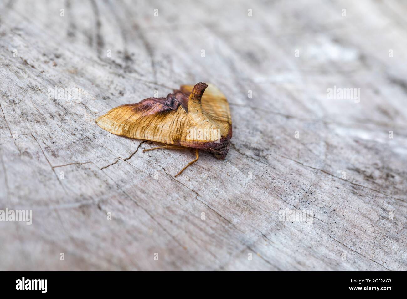 Branded Wing Moth; Plagodis dolabraria; On Wood; Großbritannien Stockfoto