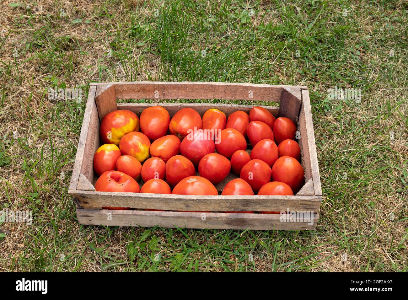 Holzkiste mit roten Tomaten auf grünem Gras, nützliches frisches Gemüse Stockfoto