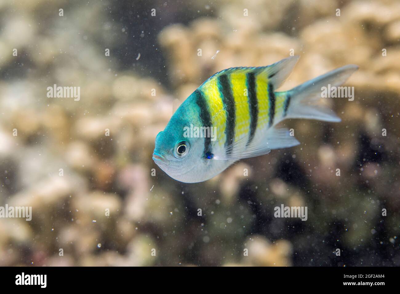 Feldwebel Major Fish; Abudefduf vaigiensis; Malediven Stockfoto