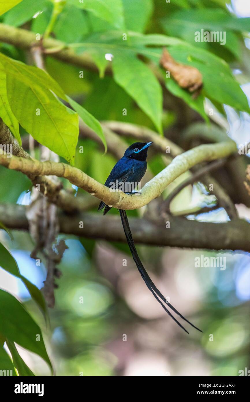 Seychellen Black Paradise Flycatcher; Terpsiphone corvina; Männlich; Seychellen Stockfoto