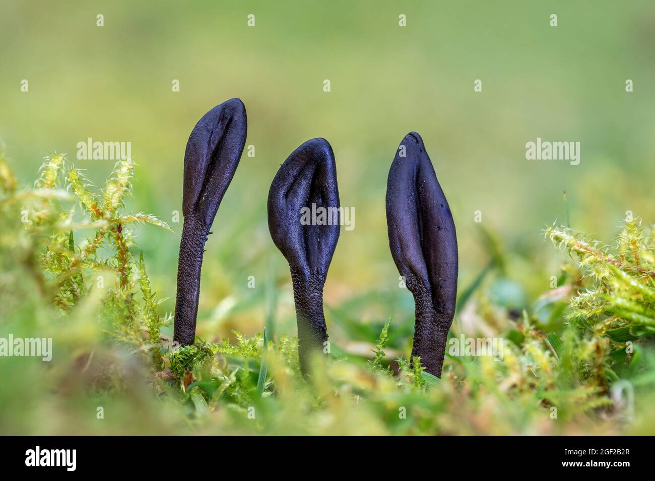 Zottelige Erdzunge; Trichoglossum hirsutum; Großbritannien Stockfoto