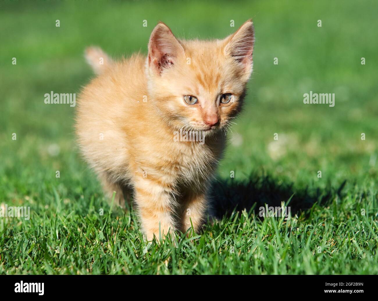 Kleine Katze im grünen Gras Stockfoto