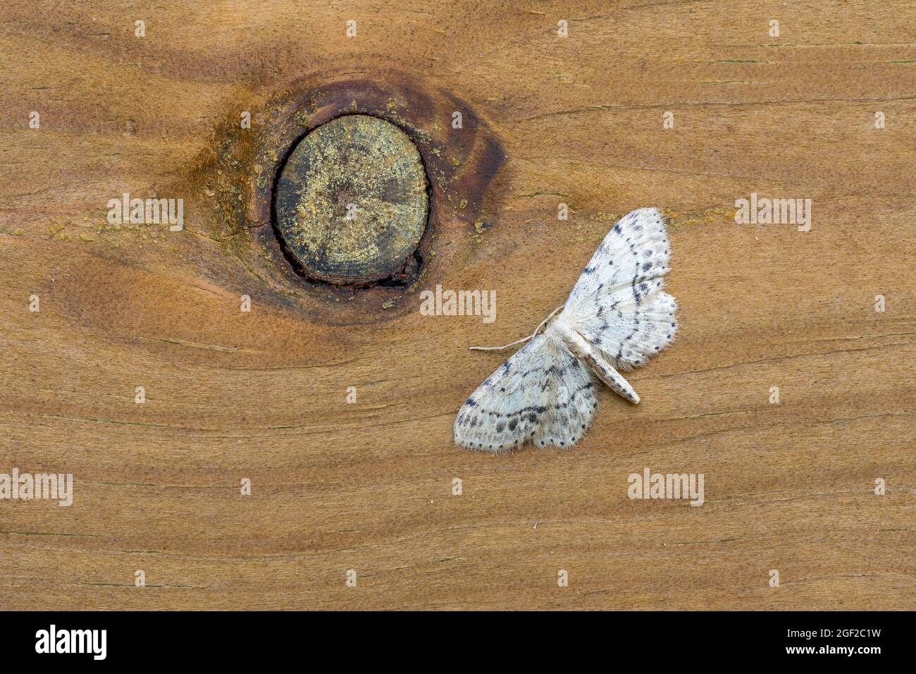 Single Dotted Wave Moth; Idaea dimidiata; auf Holz; Großbritannien Stockfoto