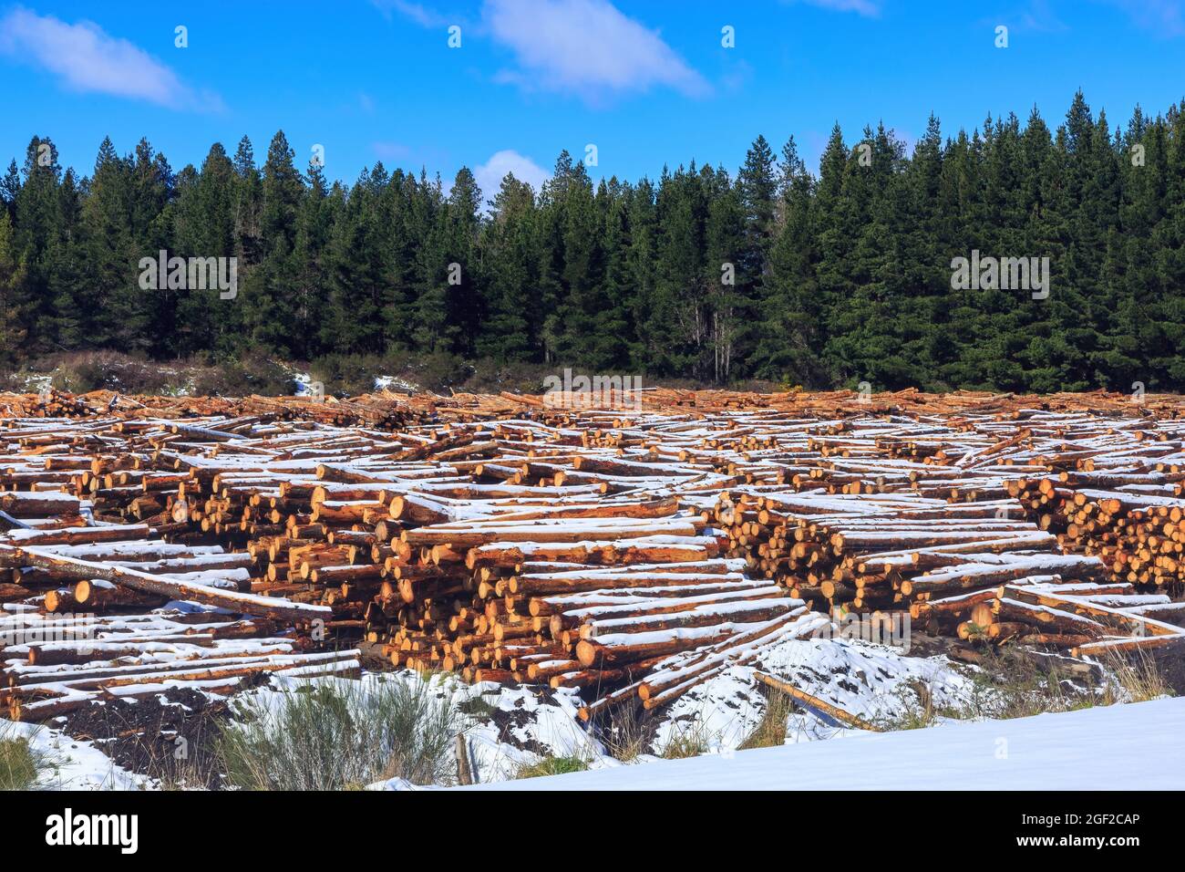 Stapel von Kiefernstämmen in einem Wald, bedeckt mit Winterschnee. Fotografiert im Karioi Forest, Neuseeland Stockfoto