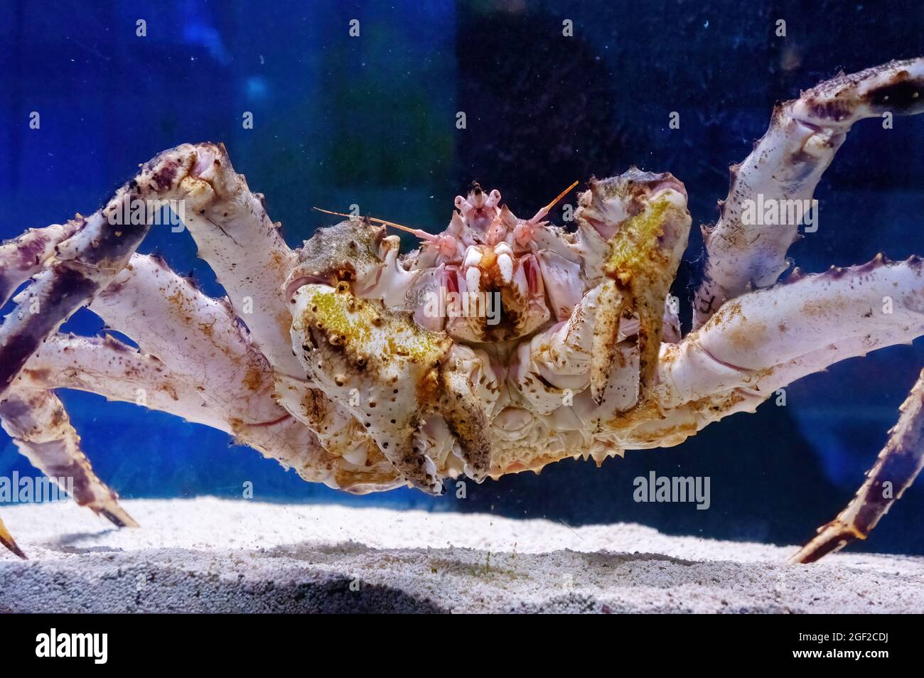 Riesige Konigskrabbe Stockfotos Und Bilder Kaufen Alamy
