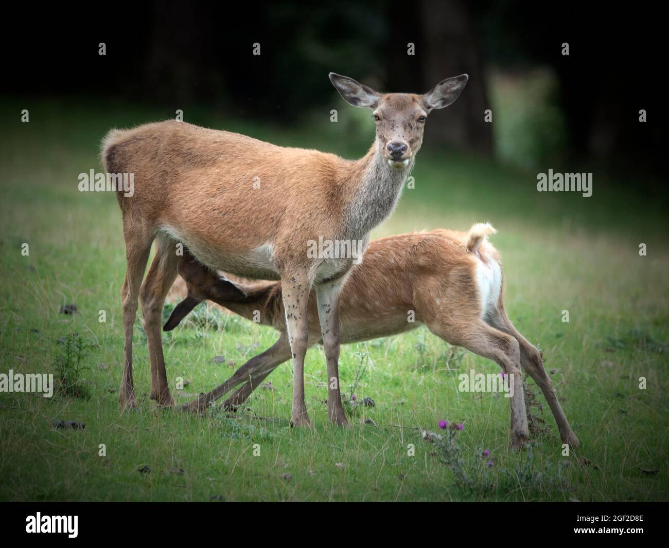 2 Hirse und eine Elster. Die Elster schienen es zu genießen, auf den Hirsch zu springen. Broadway Tower Deer Park, Worcestershire, Großbritannien Stockfoto