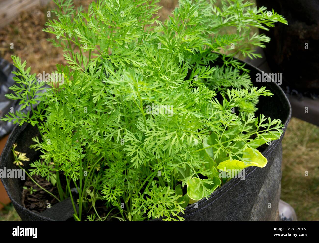 Karotten wachsen in einem Stofftopf in einem Garten. Karotten wachsen in einem Behälter. Stockfoto