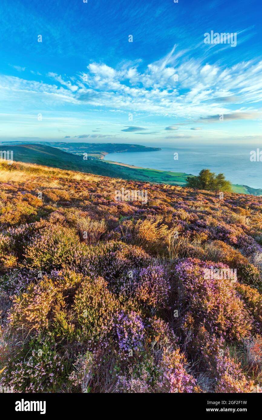 Sonnenaufgang; Brow Moor; Ravenscar; Yorkshire; Großbritannien Stockfoto