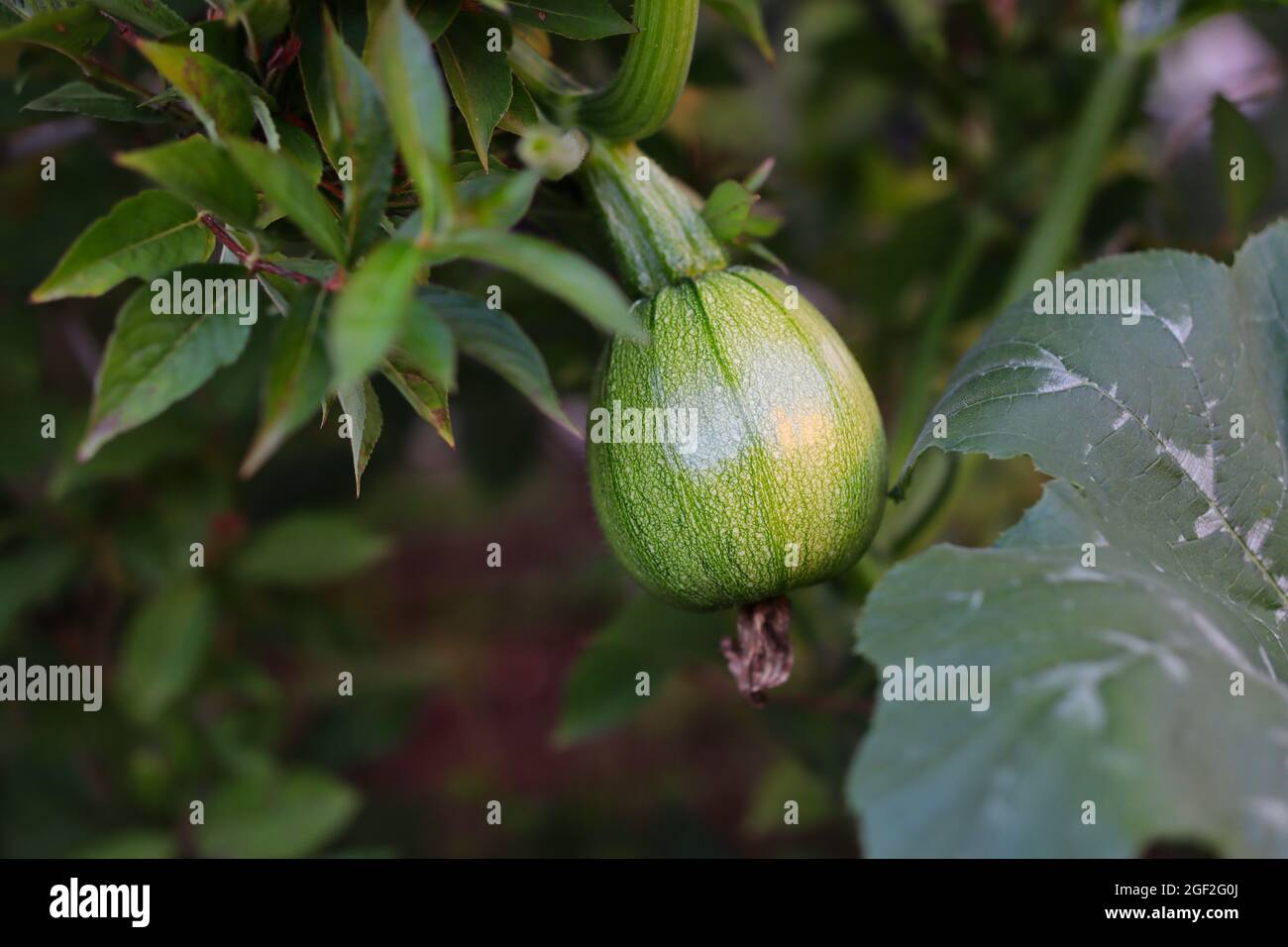 Der Anbau von grünem rohem Kürbis im Garten. Kleine Essbare Unreife Cucurbita Pepo Draußen. Stockfoto