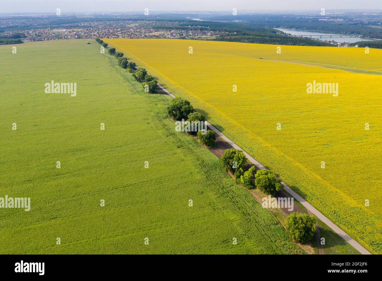 Straße zwischen Sonnenblumen- und Maisfeldern Stockfoto