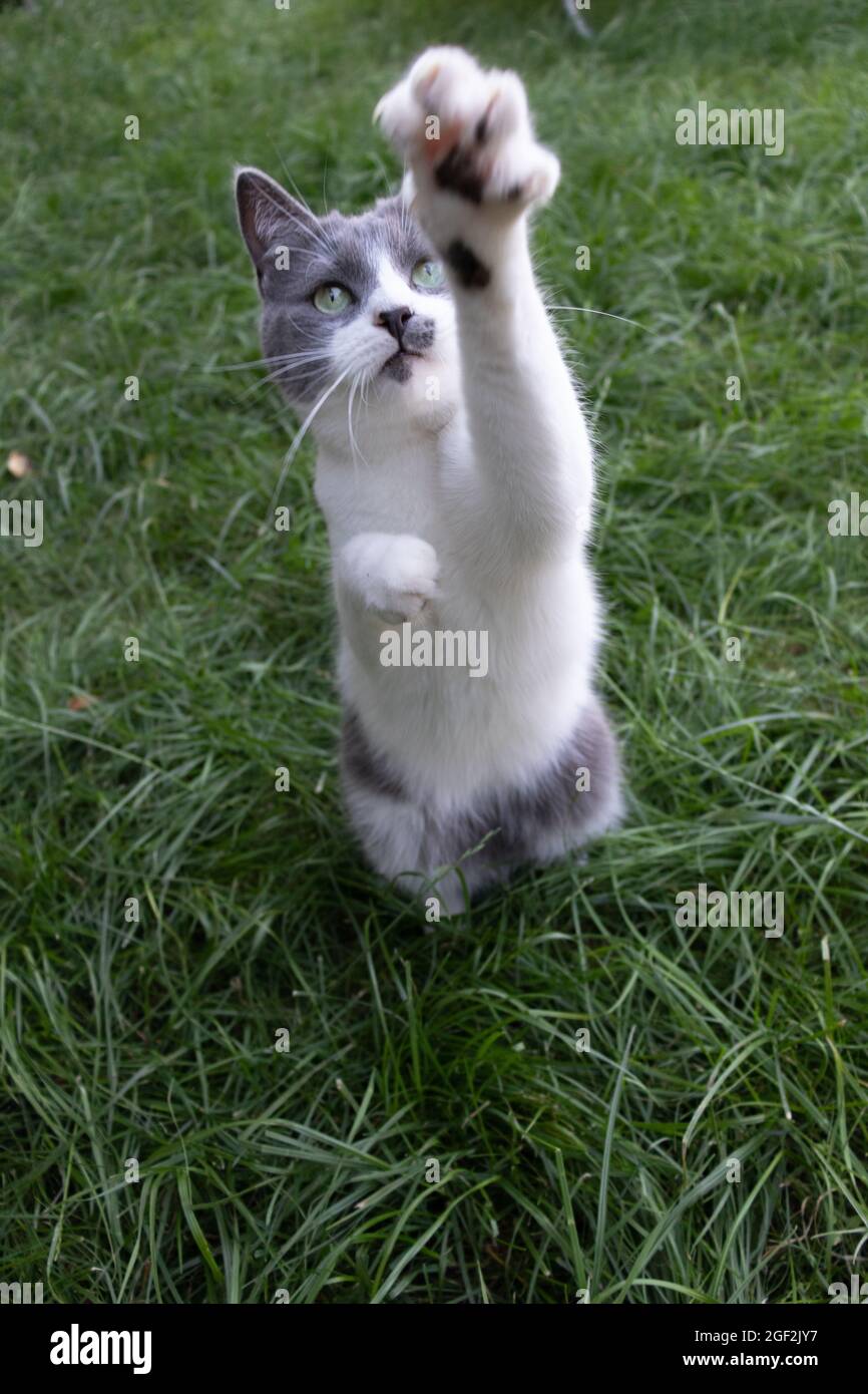 Katze steht auf den Hinterbeinen und schaut nach oben. Stockfoto