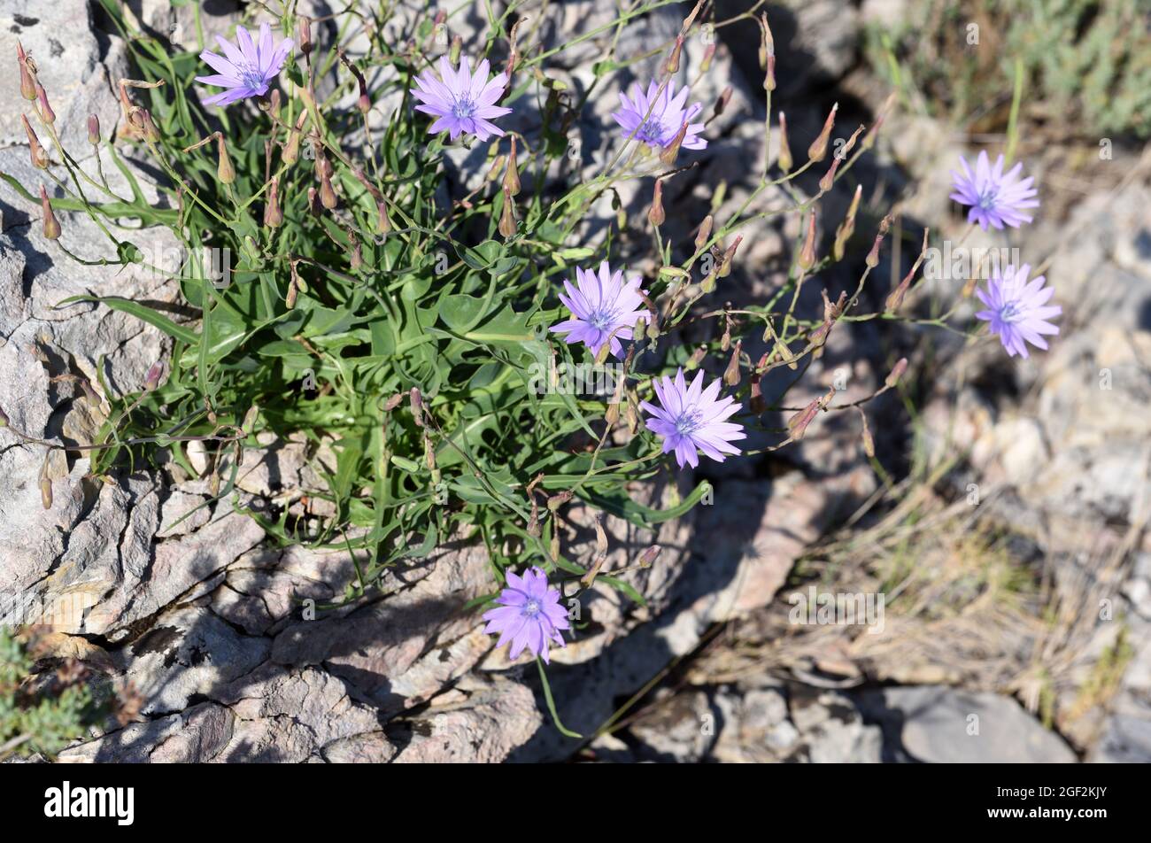 Blauer Salat, Lactuca perennis, auch Bergsalat oder Perennial-Salat genannt Stockfoto
