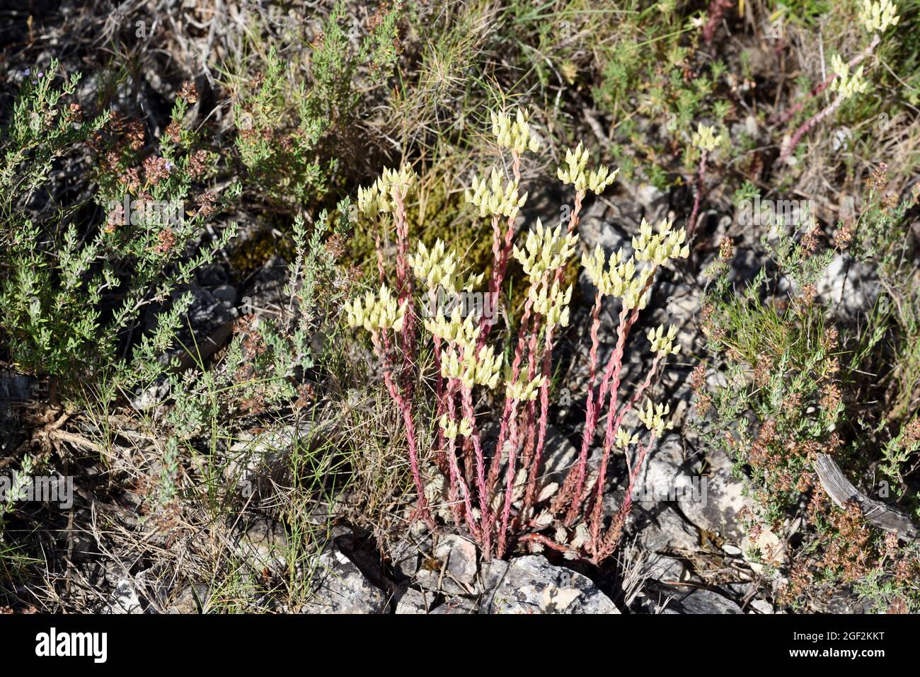 Europäischer Stonecrop Sedum ochroleucum, der im Rocky Maquis oder Garrigue der Provence Frankreich wächst Stockfoto