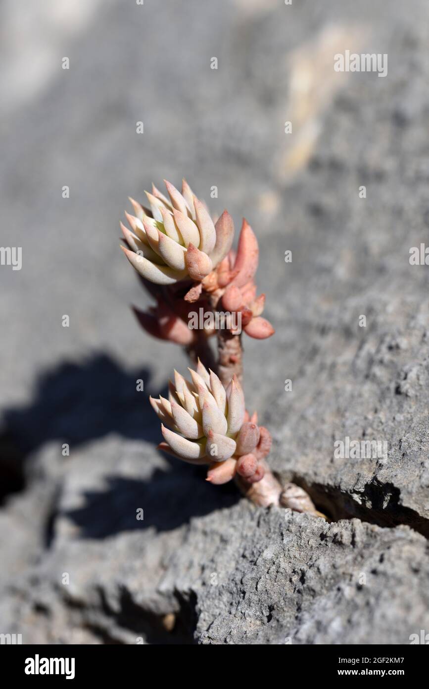 Pale Stonecrop, Sedum sediforme aka Petrosedum sediforme, Sukkulent, der in Kalkstein Crack oder Rocky Spalt Luberon Nature Reserve Provence France wächst Stockfoto