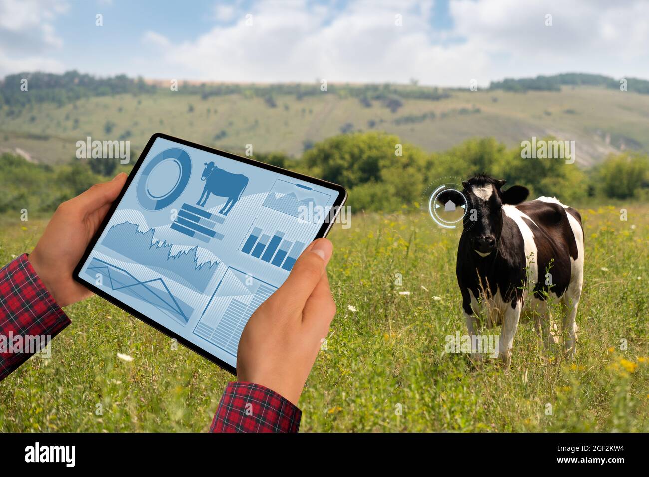 Landwirt mit Tablet-Computer inspiziert Kühe auf einem Milchviehbetrieb. Herdenmanagement-Konzept. Stockfoto